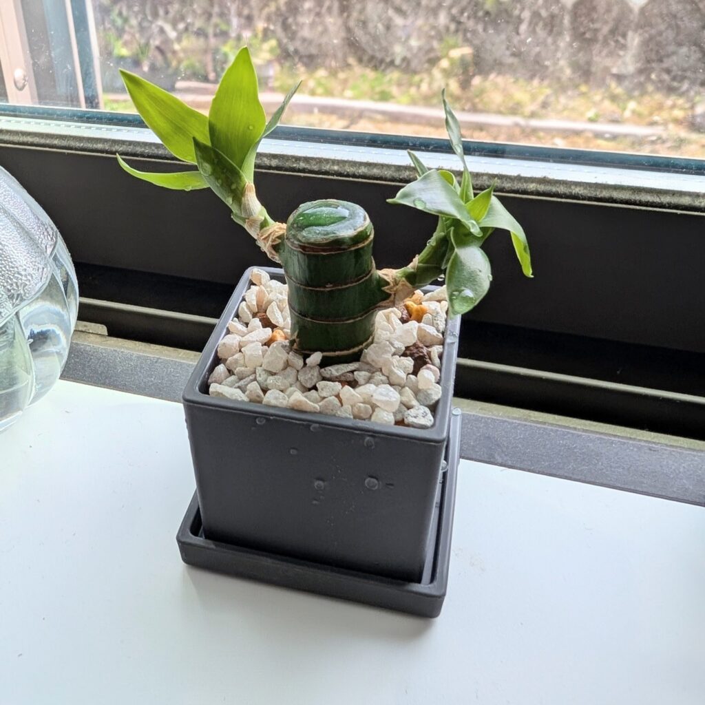 ダイソーのミニポットに植えた観葉植物