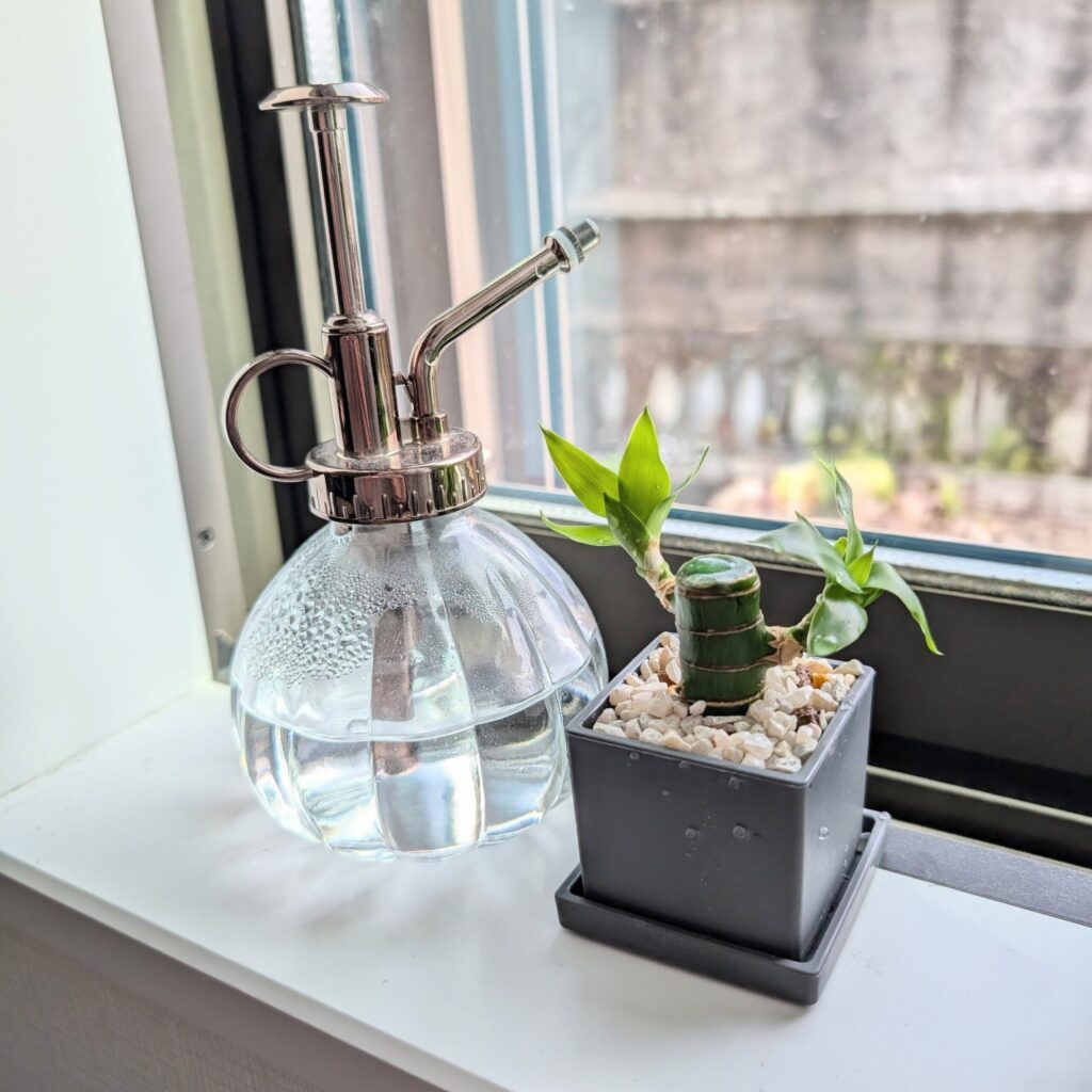 ダイソーのミニポットに植えた観葉植物