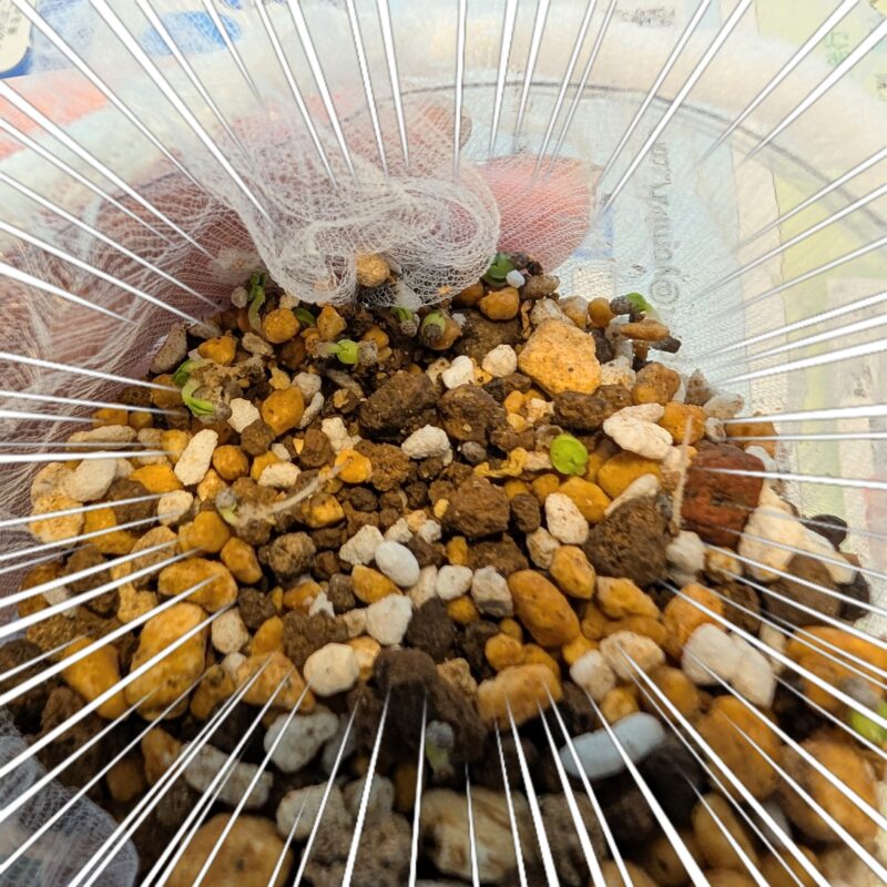 しそ水耕栽培、ペットボトルとネットで発芽