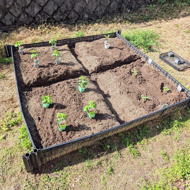 家庭菜園 苗を植え付け完了