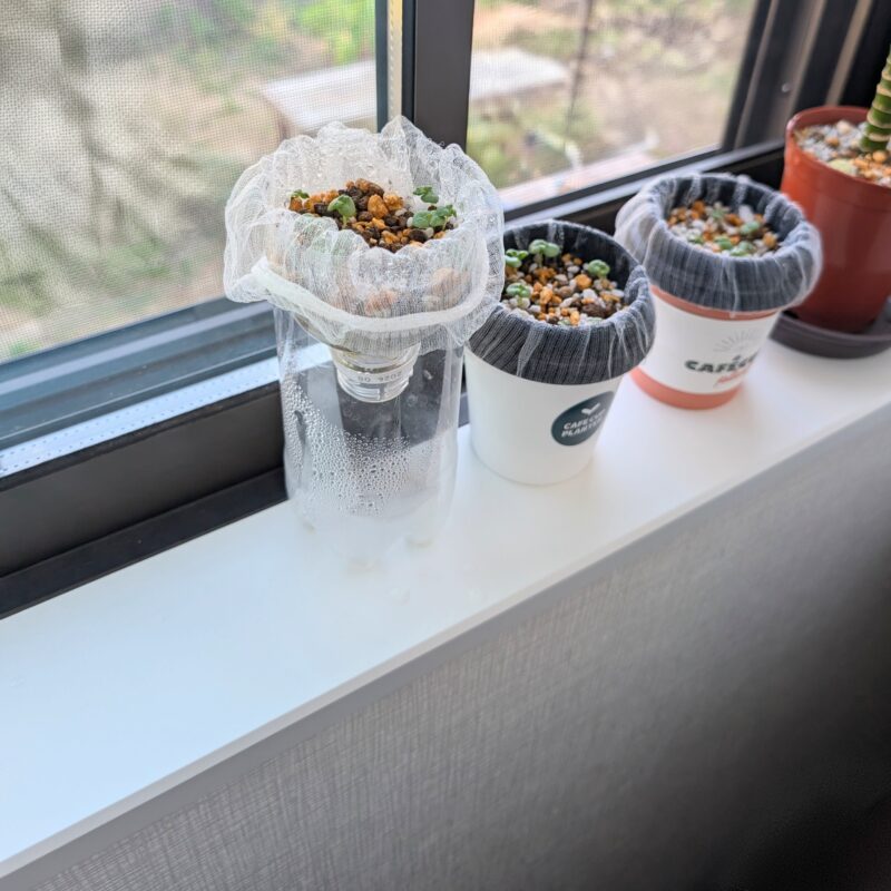 しその水耕栽培