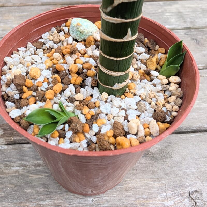 キングバンブー 脇芽