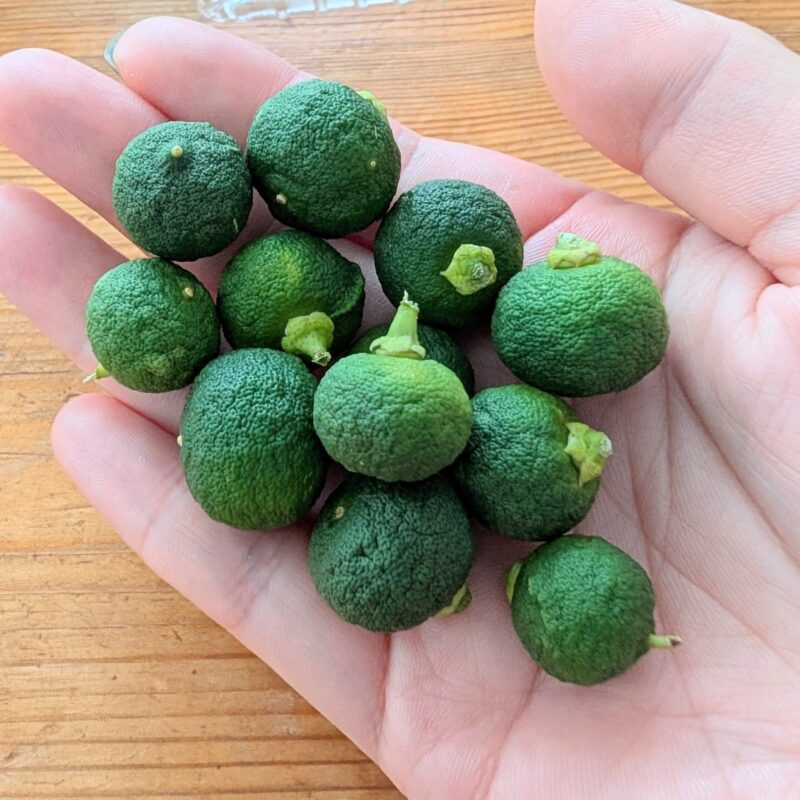 すだち 家庭菜園 摘果