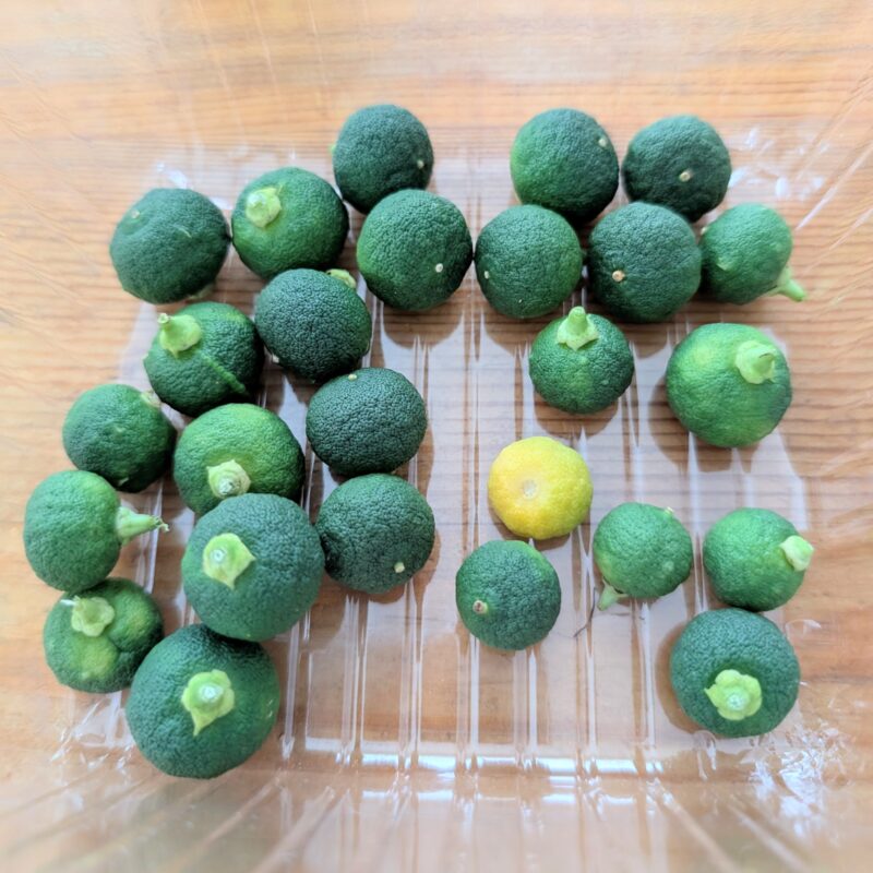 すだち 家庭菜園 摘果
