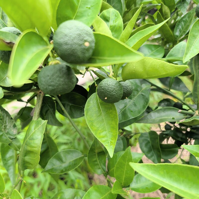 すだち 家庭菜園