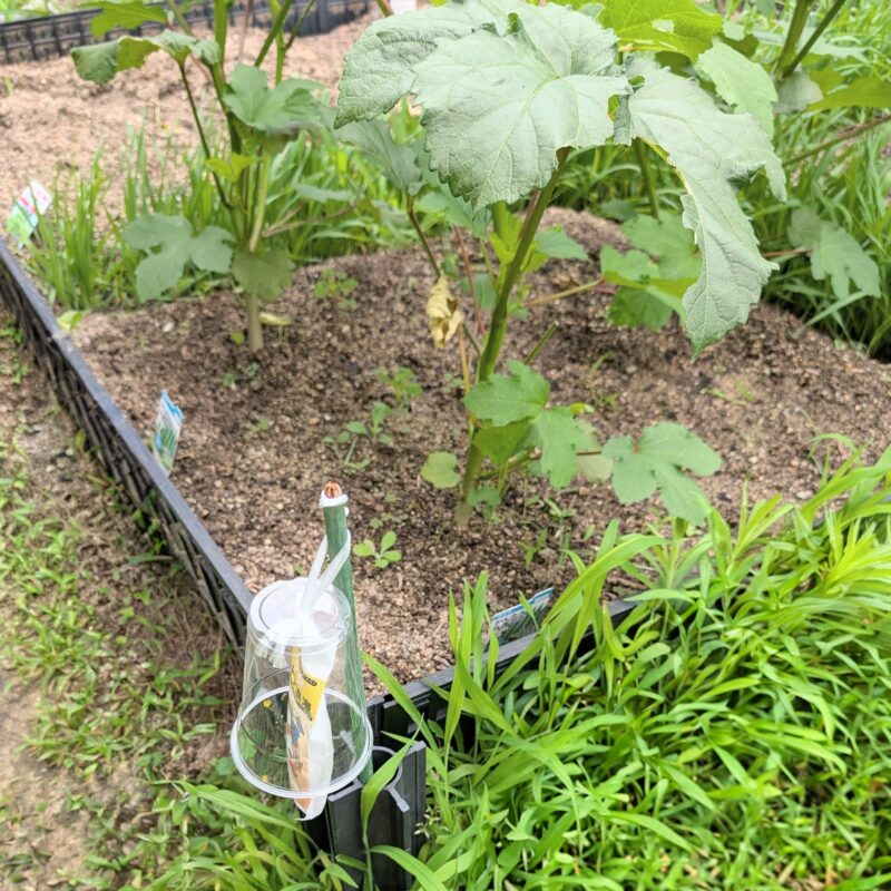 家庭菜園