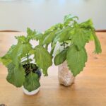 しそ 水耕栽培 収穫
