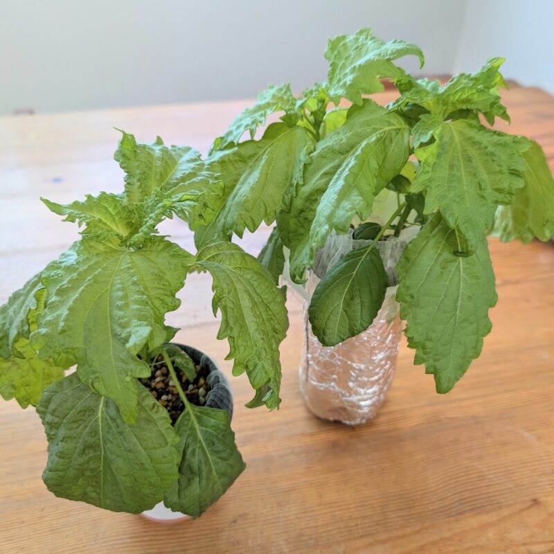 しそ 水耕栽培 収穫