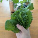 しその水耕栽培 収穫