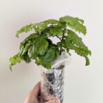 しそ 水耕栽培