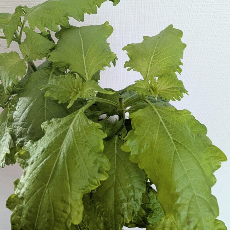 しそ 水耕栽培