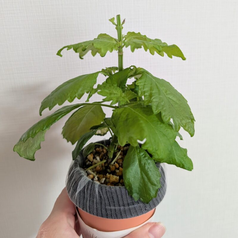 しそ 水耕栽培