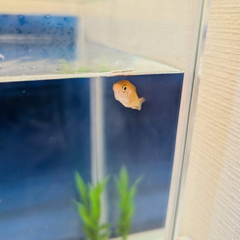 お祭り 金魚