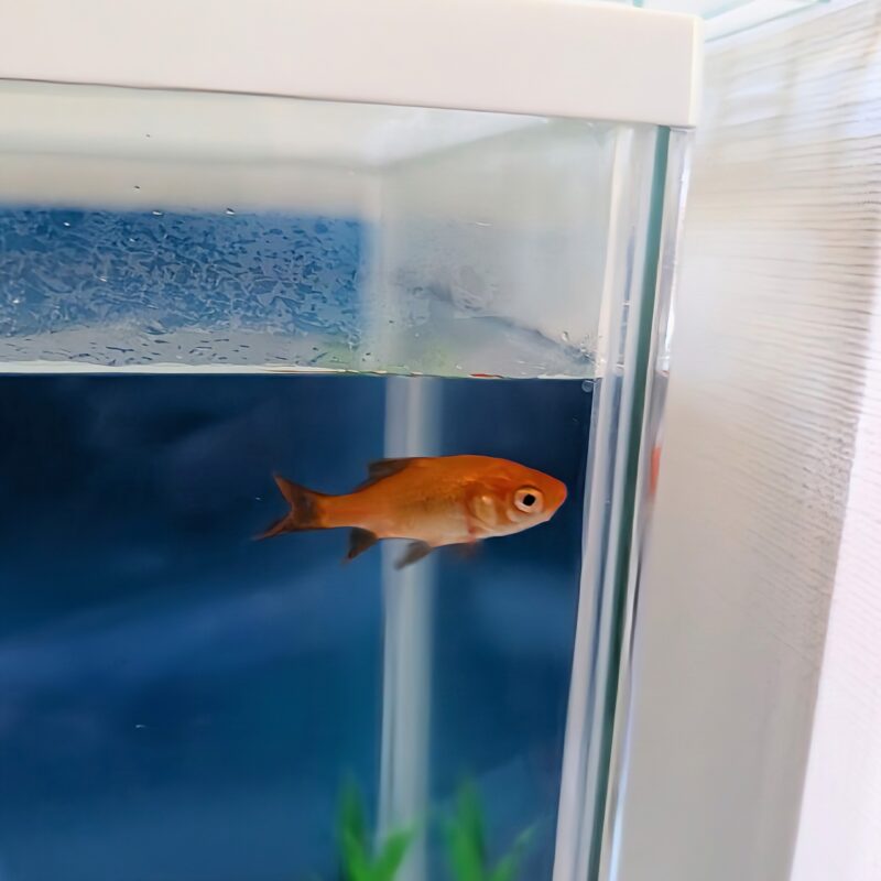 お祭り 金魚