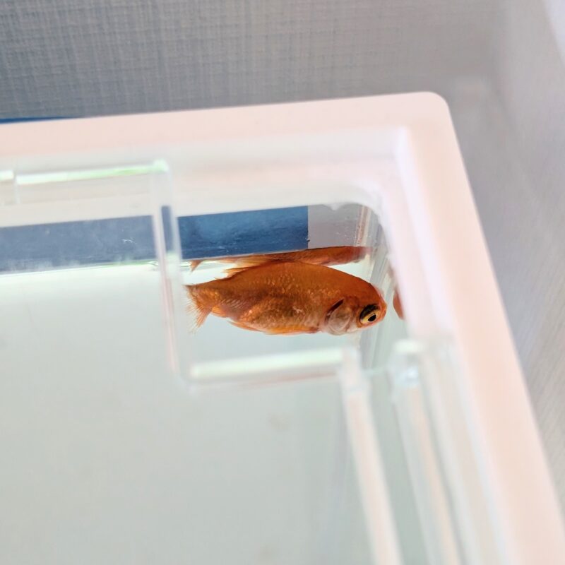 金魚