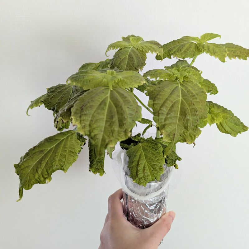 しそ 水耕栽培