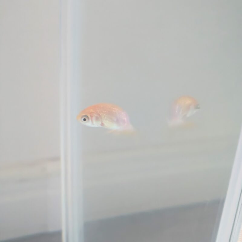 金魚 らんちゅう