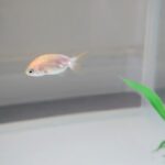 金魚 らんちゅう