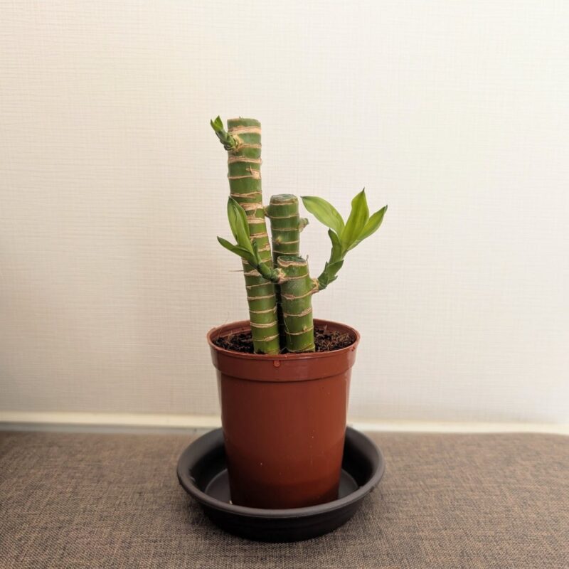 ダイソー キングバンブー