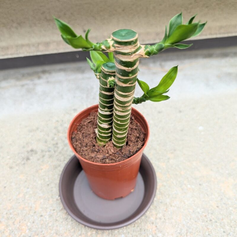 ダイソー キングバンブー