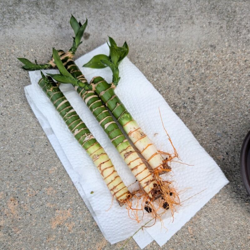 観葉植物のキングバンブーの根と茎