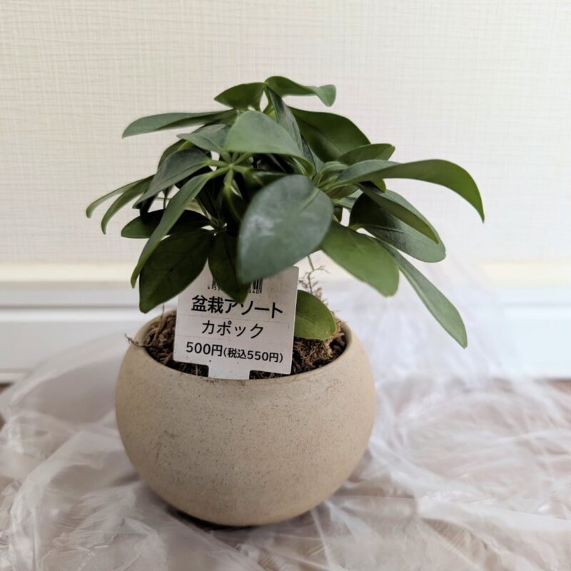 standard products 観葉植物
