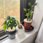 観葉植物 ダイソー 初心者