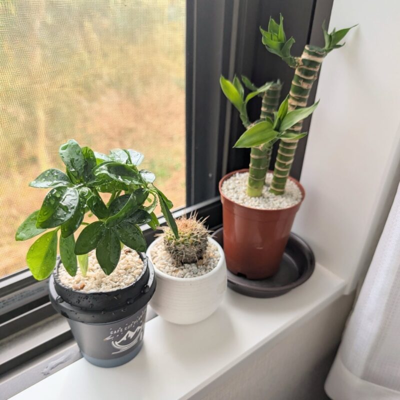 観葉植物 ダイソー 初心者