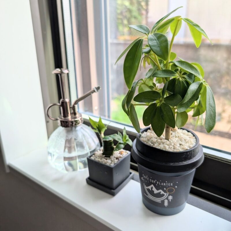 ダイソー 観葉植物