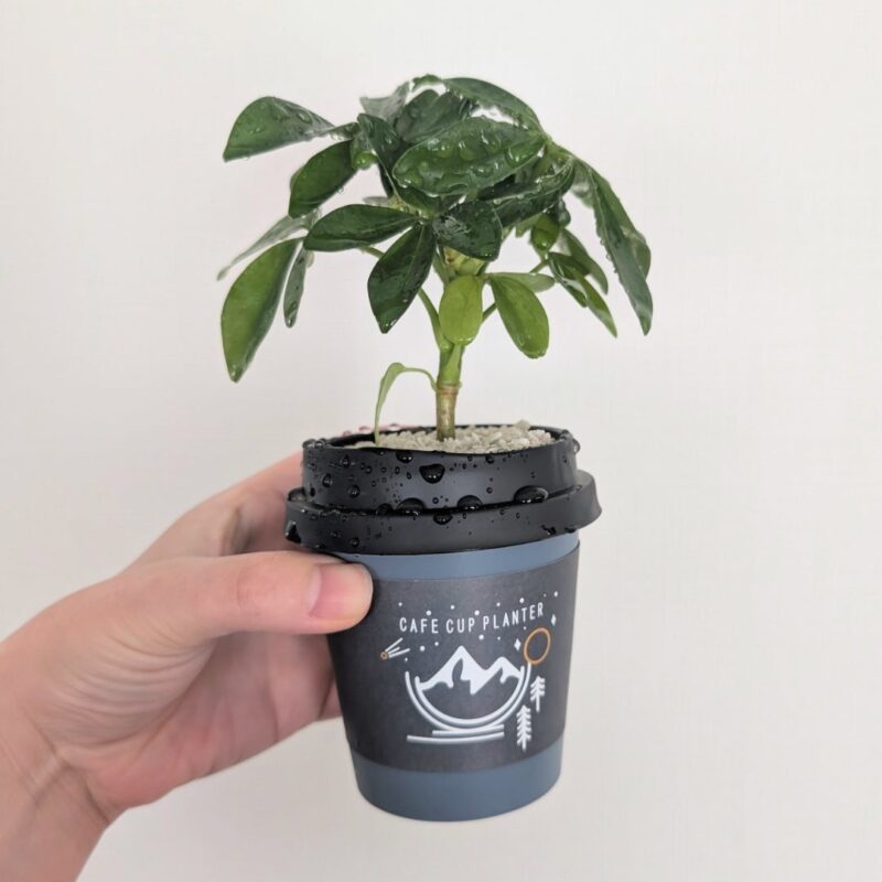 ダイソー カップ風 観葉植物