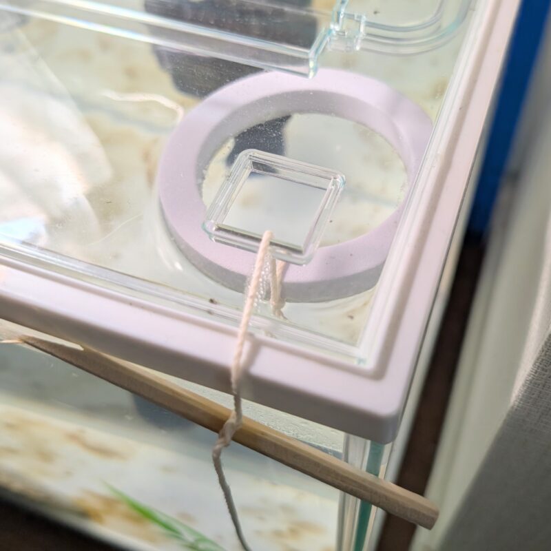 セリア フードキーパー 金魚