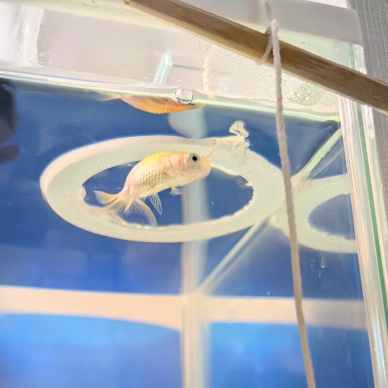 セリア フードキーパー 金魚